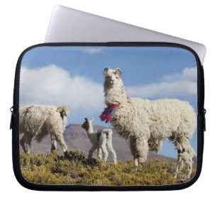 Protection Pour Ordinateur Portable Troupeau de lamas décorés dans la Puna, montagnes 