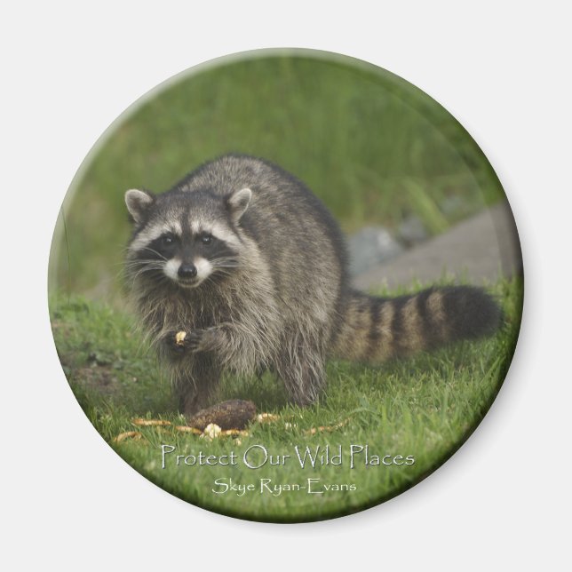 "PROTÉGEZ NOS ENDROITS SAUVAGES" Magnets Raccoon (Devant)