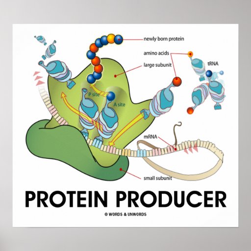 Protein Producer (Molecular Biology) Poster | Zazzle.ca
