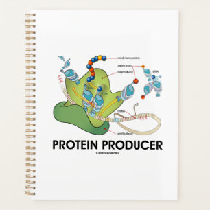 Protein Producer mRNA tRNA Protein Synthesis Planner