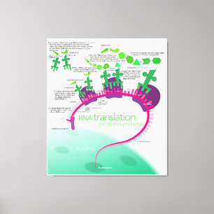 Protein Synthesis Diagram of RNA translation  Canvas Print