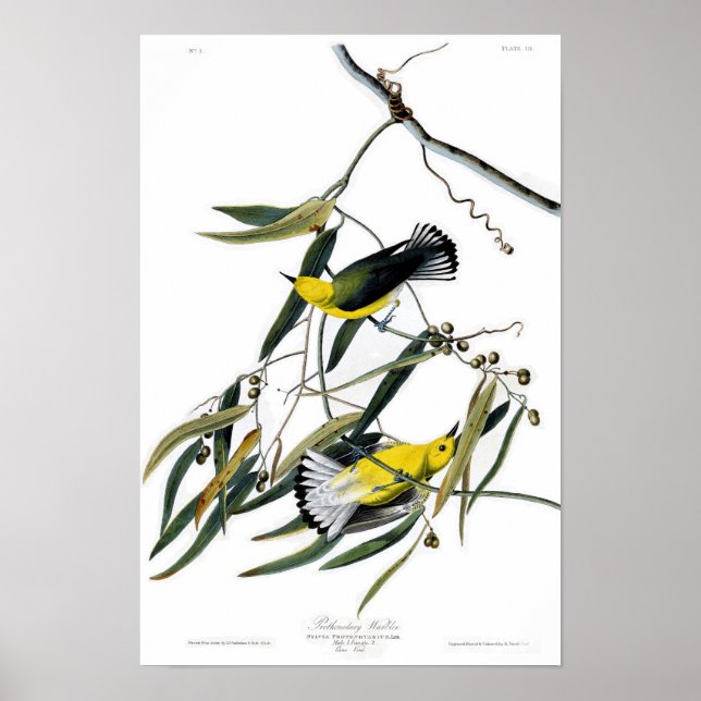 Prothonotary Warbler John James Audubon Birds Poster (Front)