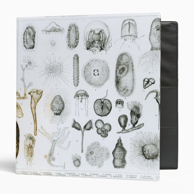 Protozoa and Coelenterata Binder (Front/Inside)