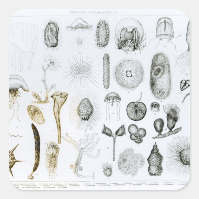 Protozoa and Coelenterata Square Sticker (Front)