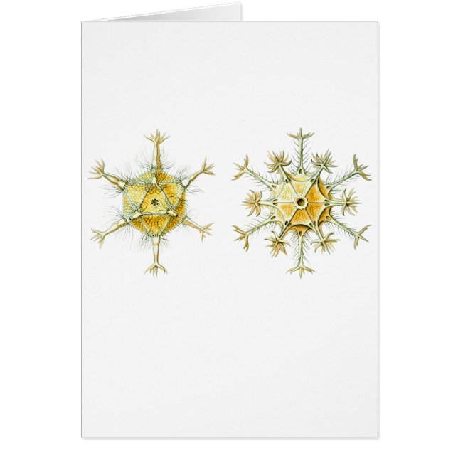 Protozoaires amiboïdes (Devant)