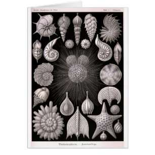 Protozoaires de THALAMOPHORA Kammerlinge