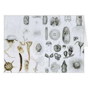 Protozoaires et coelentérés