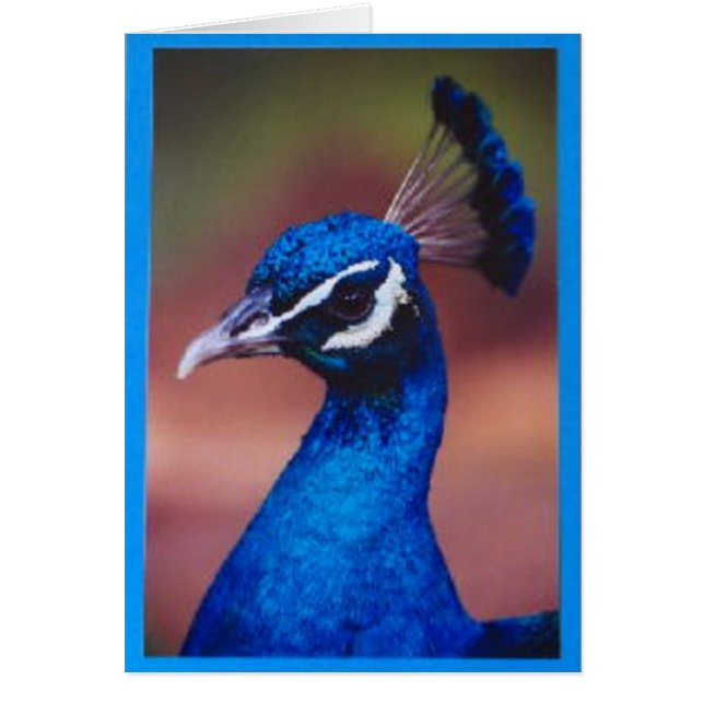 Proud as  A Peacock (Front)