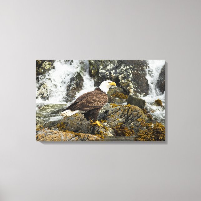 Proud Bald Eagle Canvas Print (Front)