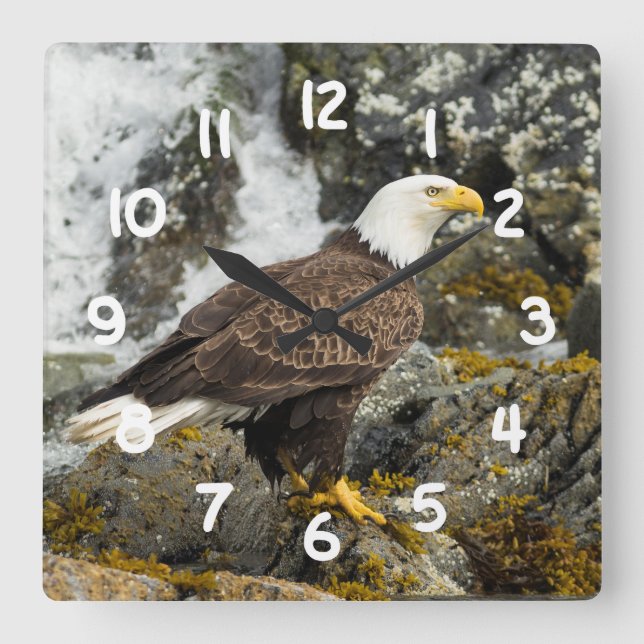 Proud Bald Eagle Square Wall Clock (Front)