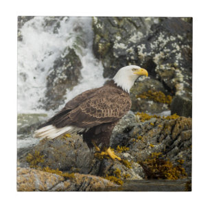 Proud Bald Eagle Tile