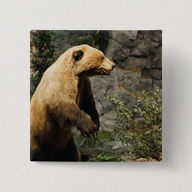Proud Bear 2 Inch Square Button (Front)