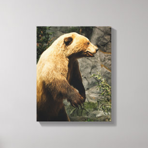 Proud Bear Canvas Print