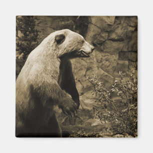 Proud Bear Magnet