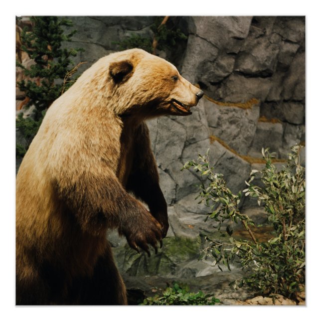 Proud Bear Poster (Front)