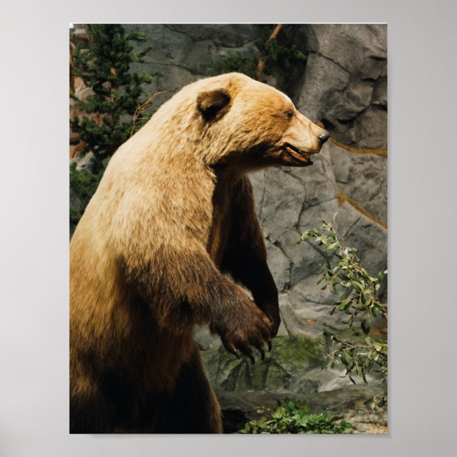 Proud Bear Poster (Front)