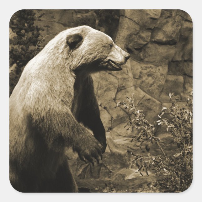 Proud Bear Square Sticker (Front)