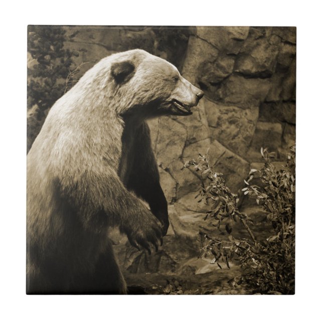 Proud Bear Tile (Front)