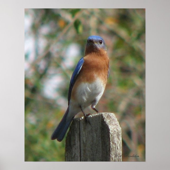 Proud Bluebird Poster (Front)