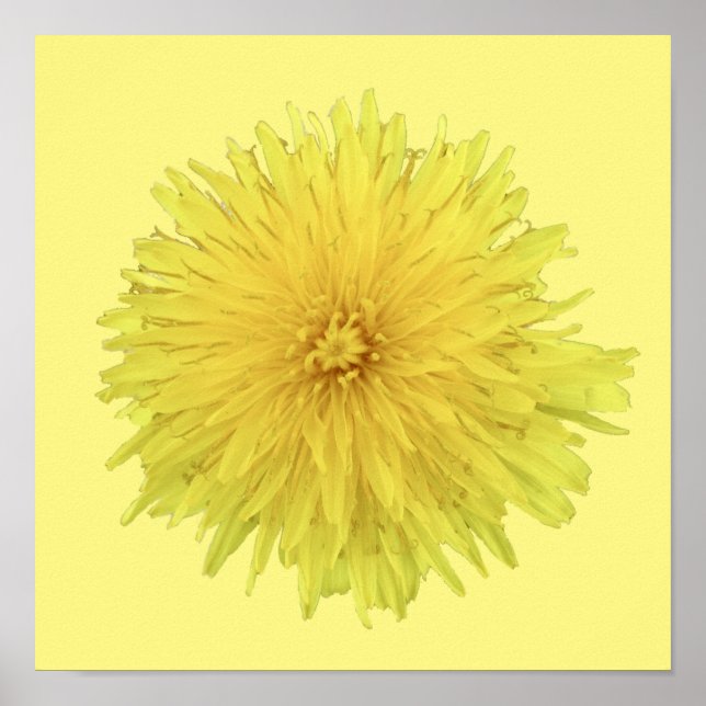 Proud Dandelion Flower - transparent. Poster (Front)