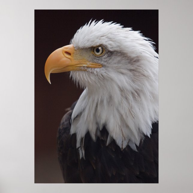 Proud Eagle Print (Front)