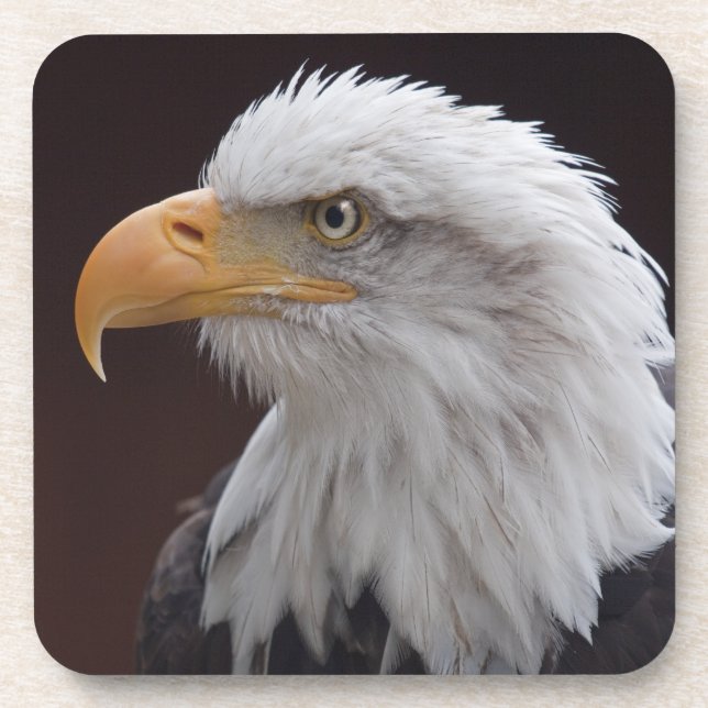 Proud Eagle Set of 6 Coasters (Front)