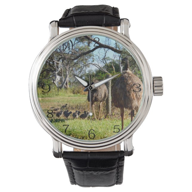 Proud Emu Parents With Chicks, Watch (Front)