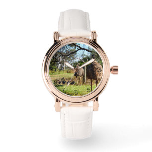 Proud Emu Parents With Chicks, Watch