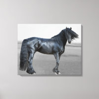 Proud Friesian black stallion