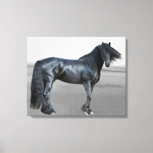 Proud Friesian black stallion Canvas Print