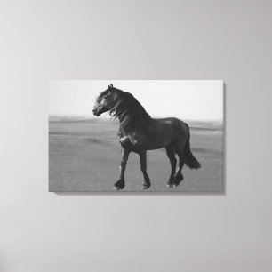 Proud Friesian black stallion Canvas Print