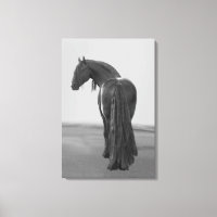 Proud Friesian black stallion