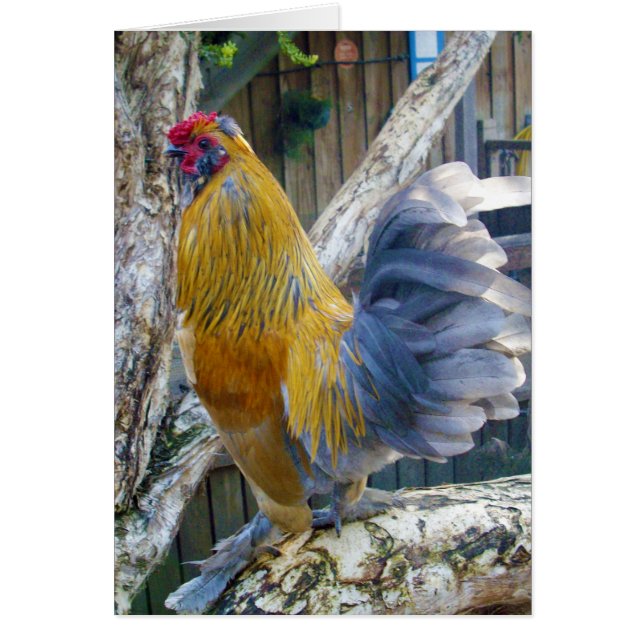 Proud Grey Tail Rooster, (Front)