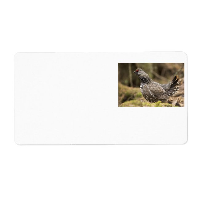 Proud Grouse (Front)