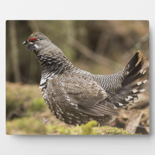 Proud Grouse Plaque
