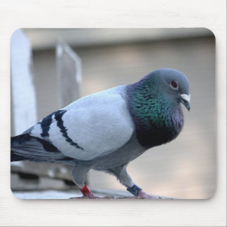 Proud Homing Pigeon Mousepad