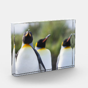 Proud King penguins photo Block