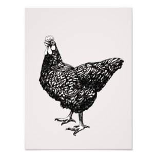 Proud little hen! photo print