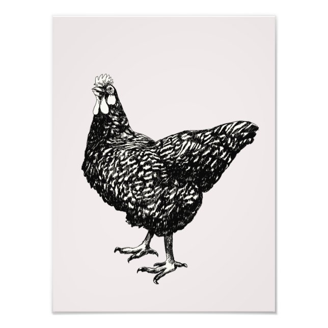 Proud little hen! photo print (Front)