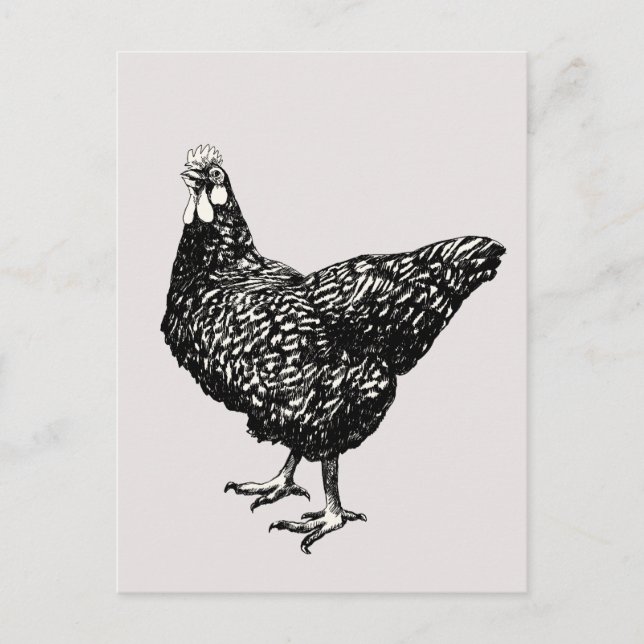Proud little hen! postcard (Front)