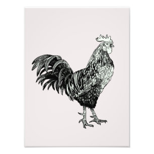 Proud little rooster! photo print
