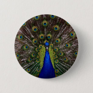Proud Peacock button