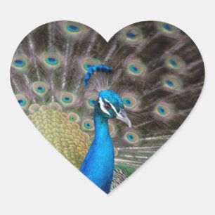 proud peacock heart sticker