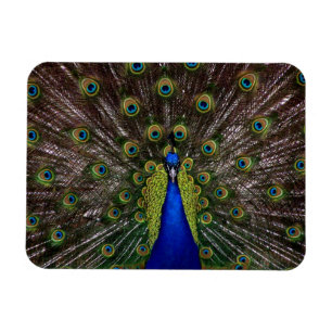 Proud Peacock magnet