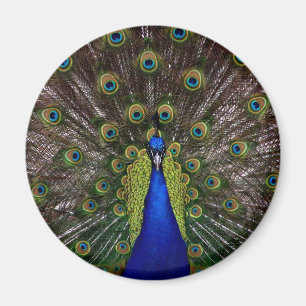 Proud Peacock magnet