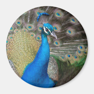 Proud Peacock Magnet