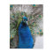 Proud peacock