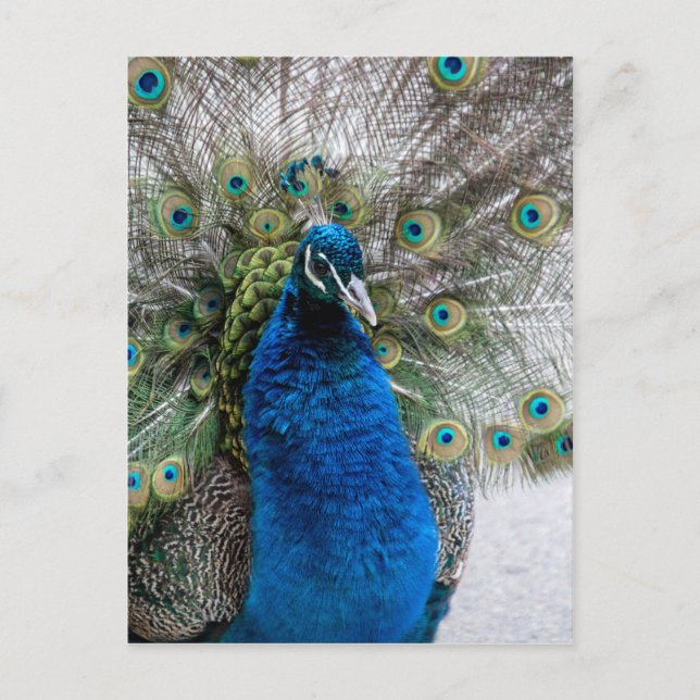 Proud peacock postcard (Front)