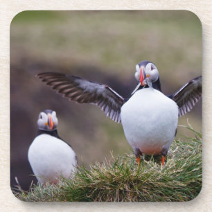Proud Puffin Coaster