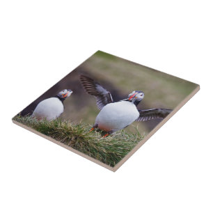 Proud Puffin Tile